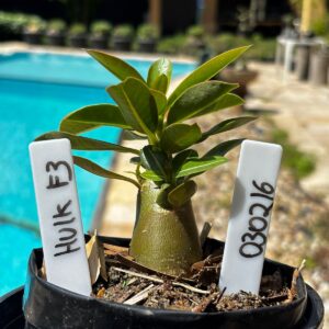 0302 16 Arabicum Hulk f3