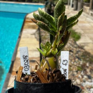 0302 18 Arabicum Tyson f3