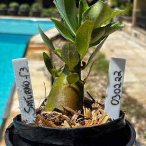 0302 22 Arabicum Saturno f3