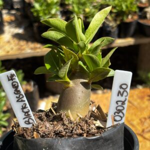 0302 30 Arabicum Asgard Black f3