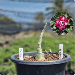 2901 24 Baobá Baby Mei Xiang 2 (viveiro) - Muda Podada