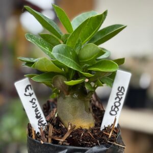 0502 05 Arabicum spartacus f3