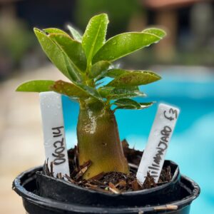 0602 14 Arabicum Kilimanjaro F3