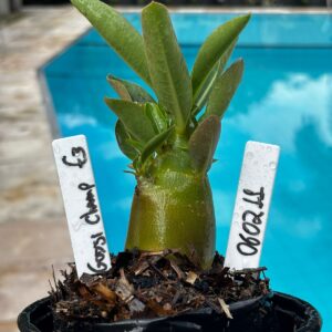 0602 11 Arabicum Godj Camp F3