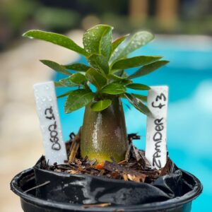 0602 12 Arabicum Zander F3