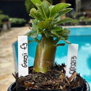 0602 13 Arabicum Godji F3