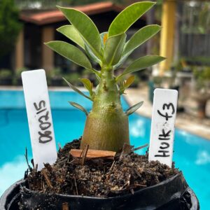 0602 15 Arabicum Hulk F3