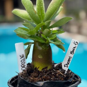 0602 16 Arabicum Ducatti Black F3