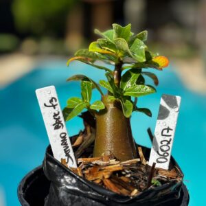 0602 17 Arabicum Saturno Black F3