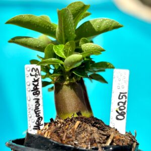 0602 51 Arabicum Megatron Black F3