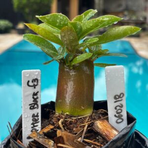 0602 18 Arabicum Raptor Black F3