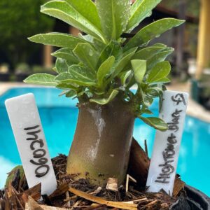 0602 41 Arabicum Hightower Black F3