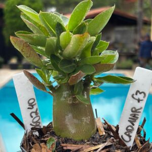 0602 40 Arabicum Cadmar F3