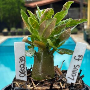 0602 39 Arabicum Lotus F3