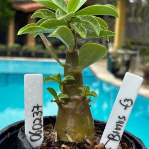 0602 37 Arabicum Brutos F3