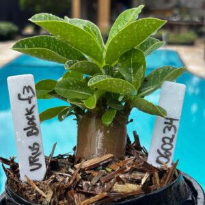 0602 34 Arabicum Urus Black F3