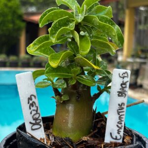 0602 33 Arabicum Encantus Black F3