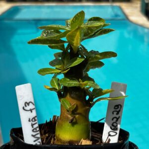 0602 29 Arabicum Leviatã F3