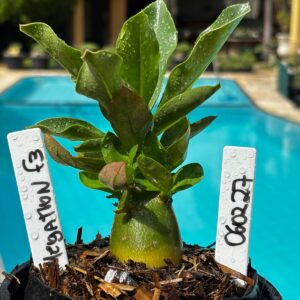 0602 27 Arabicum Megatron Black F3