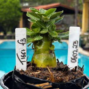 0602 23 Arabicum Tiger F3