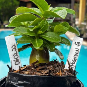 0602 22 Arabicum PoseidonF3