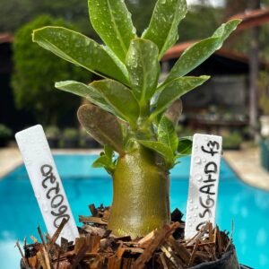 0602 20 Arabicum Asgard F3