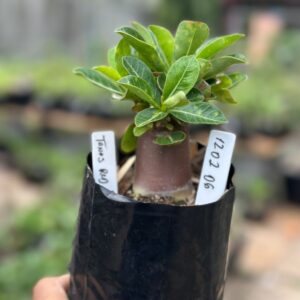 1202 06 Arabicum Thanos Red F3