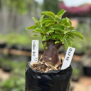 1202 03 Arabicum Ultron Red F3