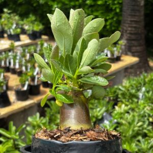 Arabicum F3 Identificada (ARABICUMF360)