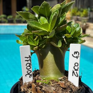 2002 11 Arabicum Zico F3