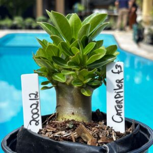 2002 12 Arabicum Caterpiler F3