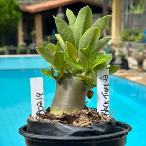 2302 14 Arabicum Black Tiger F3