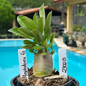 2302 15 Arabicum Megalodonte F3