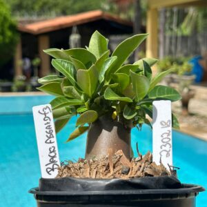 2302 18 Arabicum Asgard Black F3