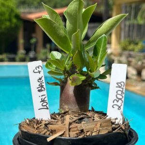 2302 19 Arabicum Loki Black F3