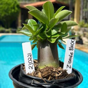 2302 21 Arabicum Zidane Black F3