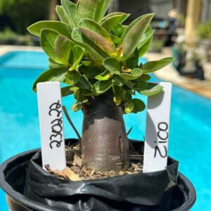 2302 22 Arabicum Zico Black F3