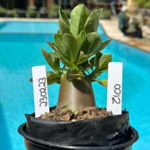 2302 23 Arabicum Zico F3