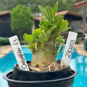 2302 03 Arabicum Cartepiler F3