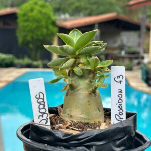 2302 05 Arabicum Poseidon F3