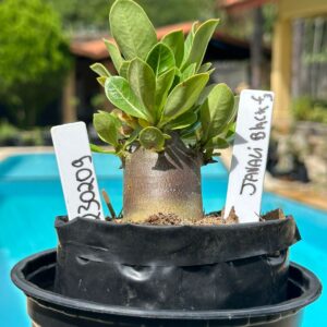 2302 09 Arabicum Javali Black F3