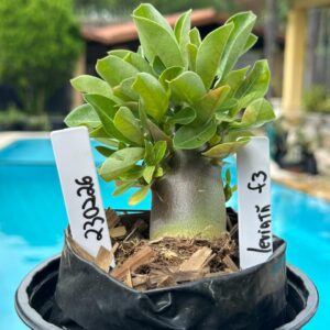 2302 26 Arabicum Leviatâ F3