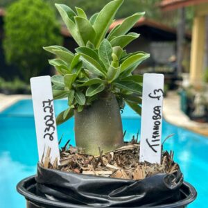 2302 27 Arabicum Titanoboa F3