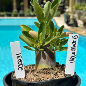 2302 31 Arabicum Urus Black F3