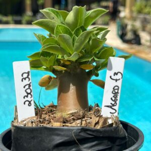 2302 32 Arabicum Asgard Black F3