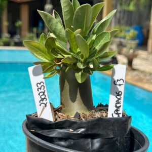 2302 33 Arabicum Spartacus F3