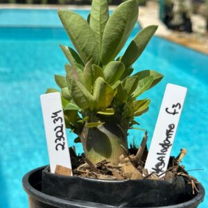 2302 34 Arabicum Megalodonte F3