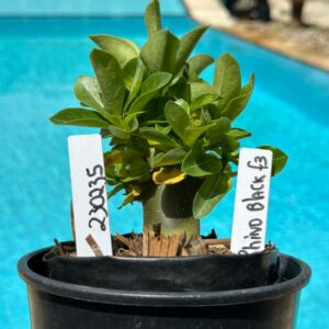 2302 35 Arabicum Rhino Black F3