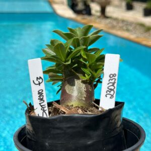 2302 38 Arabicum Saturno F3