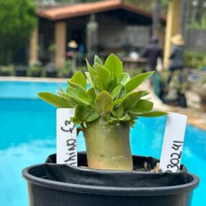 2302 41 Arabicum Rhino F3